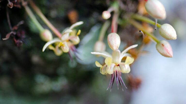 Futuro do Cacau: Soluções para a Crise Atual